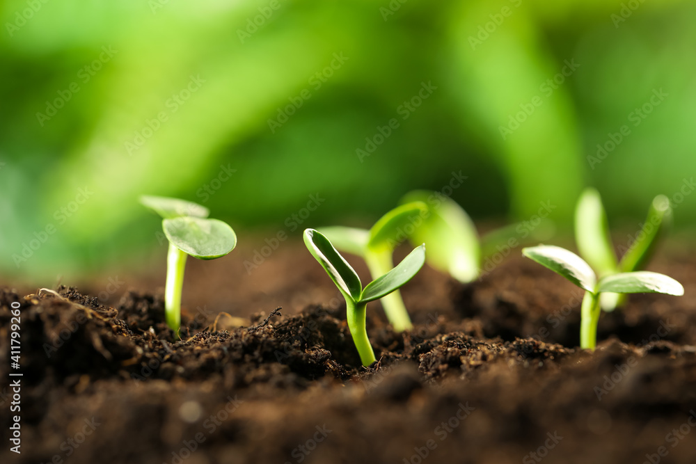 Fototapeta premium Little green seedlings growing in soil, closeup