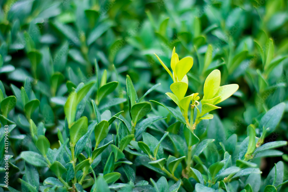 Obraz premium concept one bright green bush among other dark ones