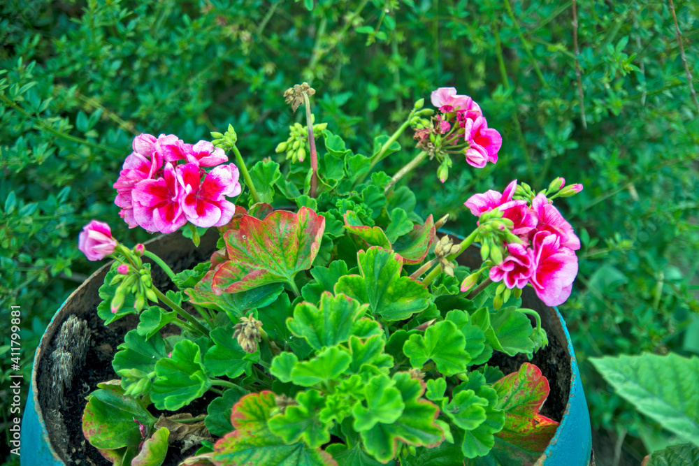 Pelargonium in the yard