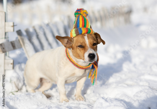 Fototapeta Naklejka Na Ścianę i Meble -  Jack Russell dog on the snow