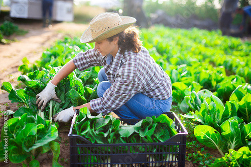 Εκτύπωση καμβά Skilled female farmer hand harvesting ripe green leaves of bok choy on farm plan