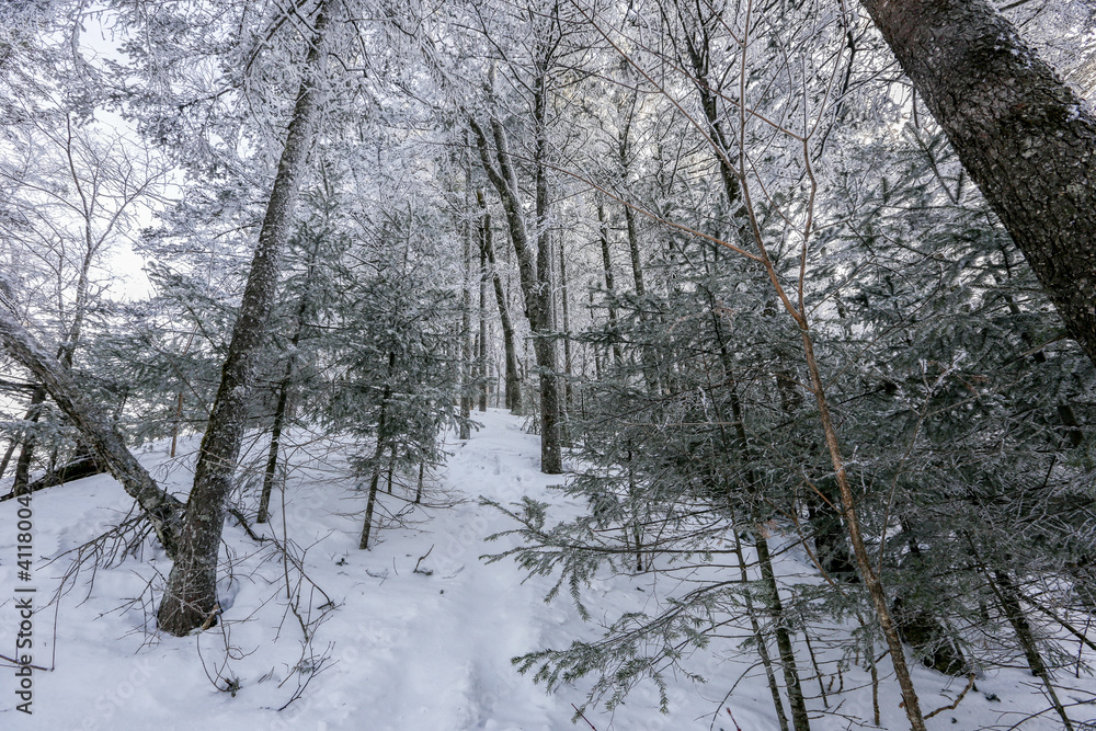 Snow-covered tree trunks in the winter forest. Winter landscape. Russian forest. Snow-covered tree trunks in the winter forest. Winter landscape. Russian forest.