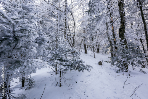 Snow-covered tree trunks in the winter forest. Winter landscape. Russian forest.