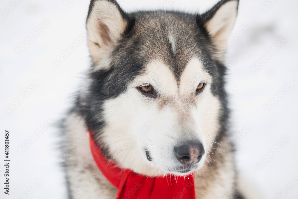 Young alaskan malamute dog in red scarf in winter forest. Close up. 