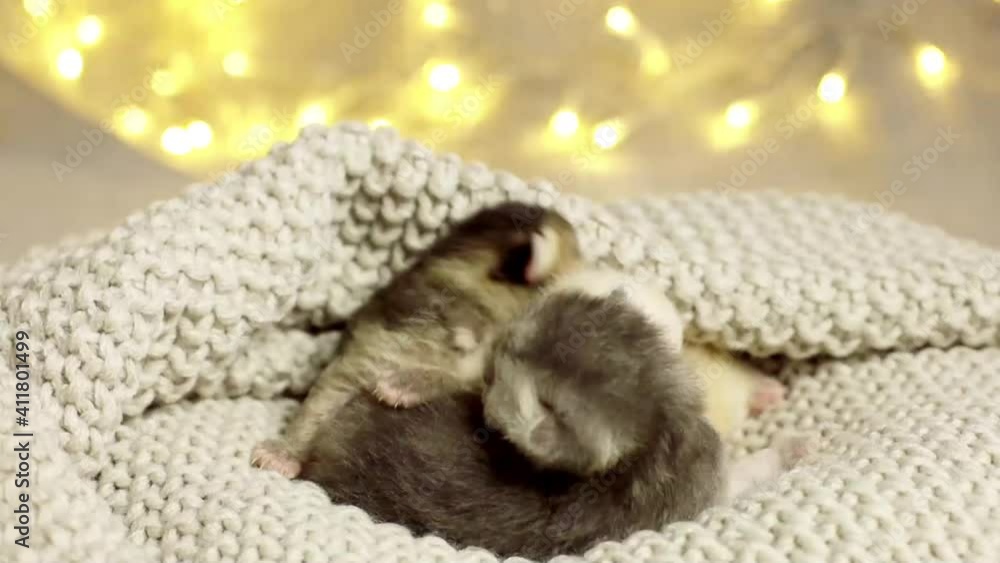 Cute newborn kittens sleeping together Cute newborn kittens sleeping together