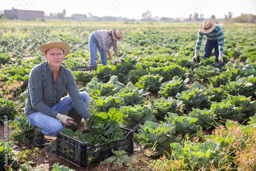 Positive man engaged in farming cutting ripe savoy cabbage on farm