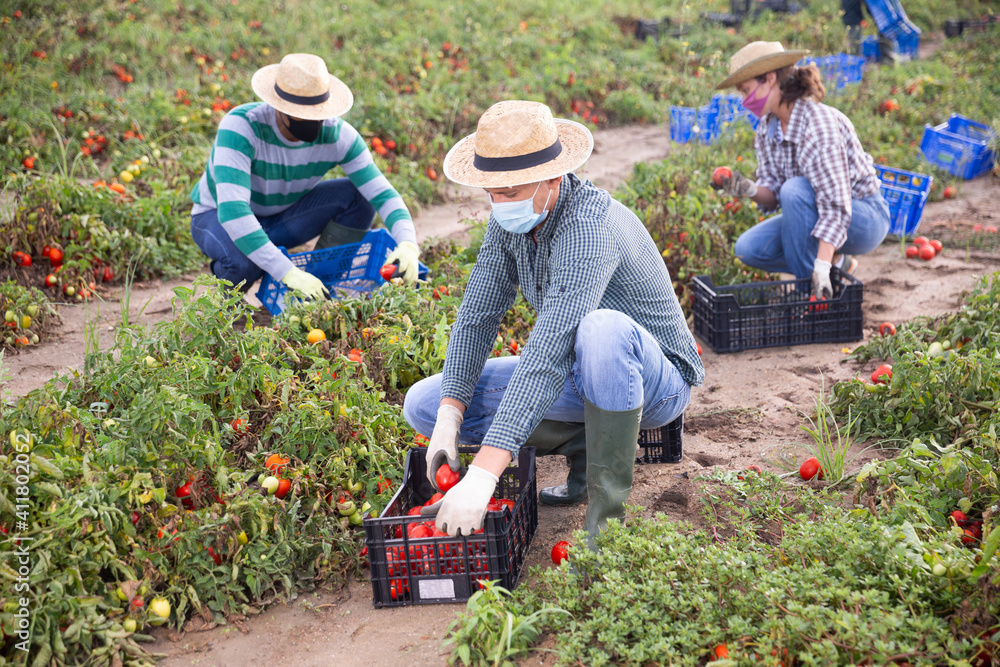 Fototapeta premium Focused farmer in protective mask picking crop of tomatoes on farm field in autumn. Concept of viral infection prevention or dust protection..