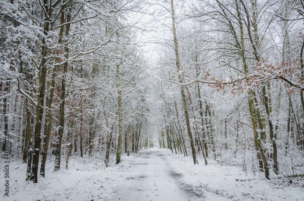Fototapeta premium A way through magical winter forest, Klanovice, Prague
