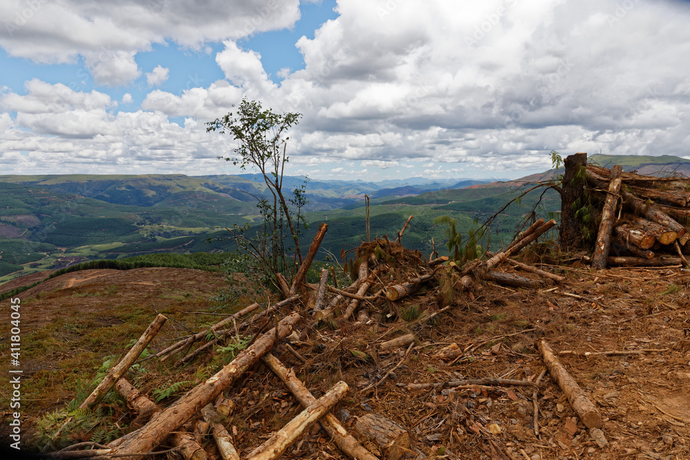 Stacked timber logs with view on to plantation. Forestry in hills of South Africa