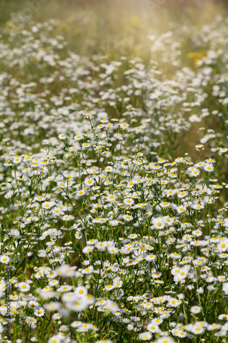 field of daisies background, sunlight bokeh, selective focus