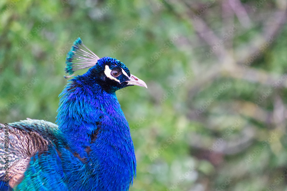 Profile portrait of male peacock (Pavo cristatus) with defocused trees background. Profile portrait of male peacock (Pavo cristatus) with defocused trees background.