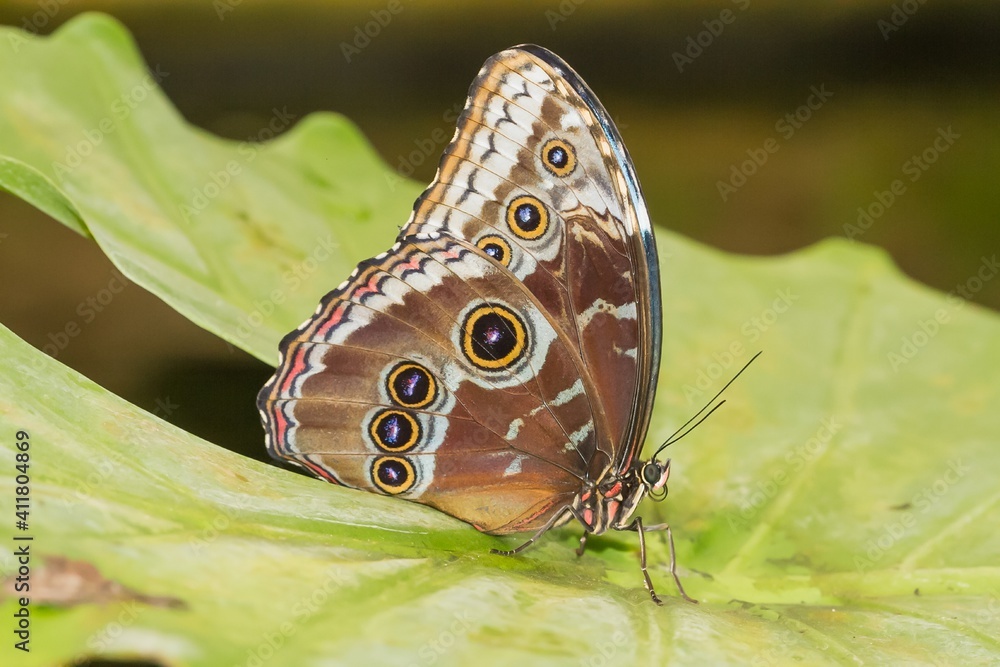 Naklejka premium Morpho peleides, Peleides blue morpho, tropical butterfly perched on the green leaf