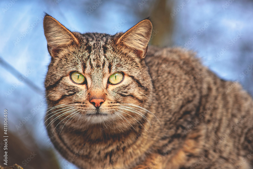 typical street cat. homeless cat close up typical street cat. homeless cat close up