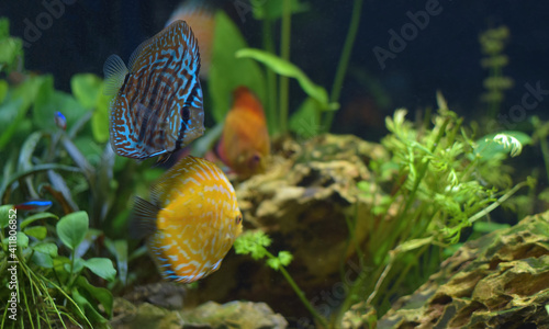 Pair of blue and yellow discus fish swimming in the aquarium. Symphysodon hybrid photo