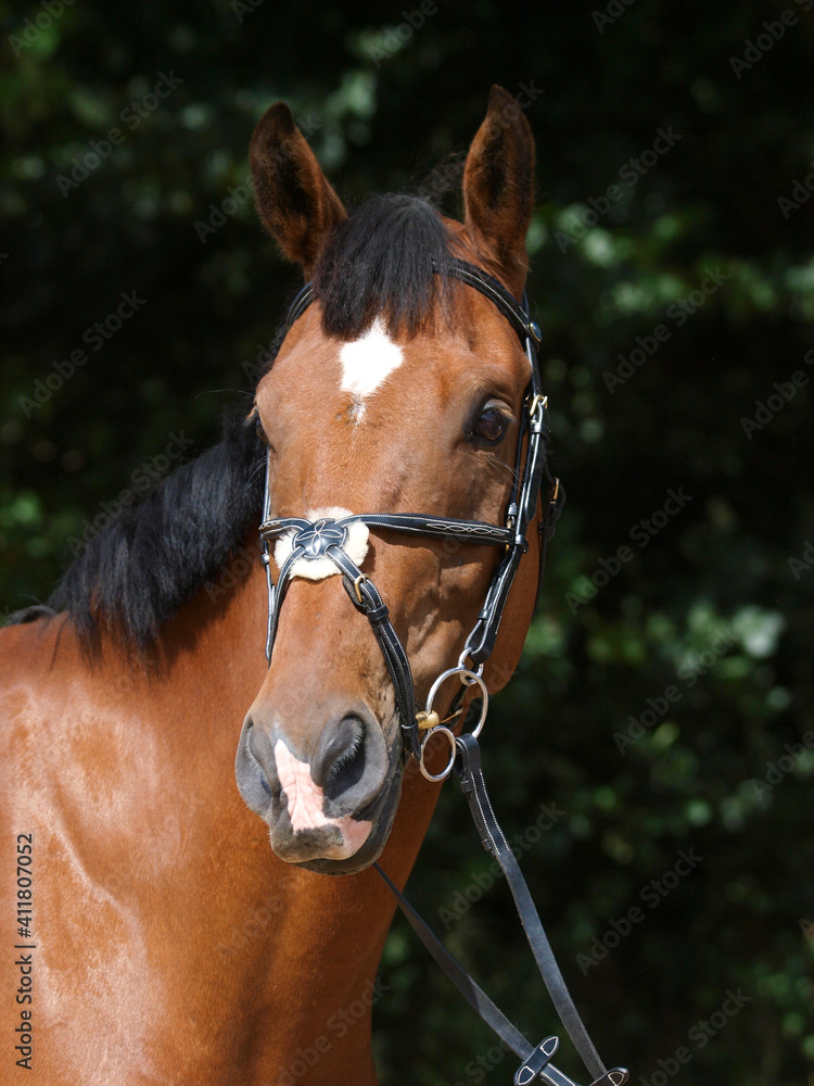 Bay Horse Headshot