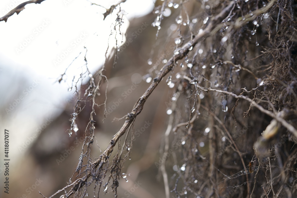 Baum, Tropfen,Winter Baum, Tropfen,Winter