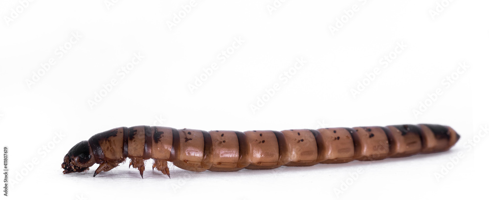 Fototapeta premium Side view of Morio worm aka Zophobas morio, isolated on a white background.