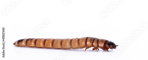 Side view of Morio worm aka Zophobas morio, isolated on a white background.
