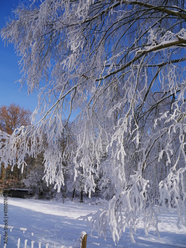 snow covered trees