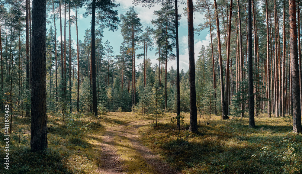 Forest in autumn