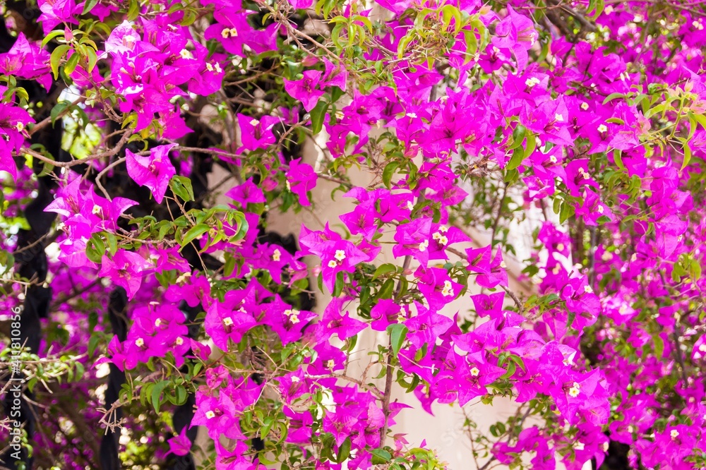 Obraz premium flowers in the garden