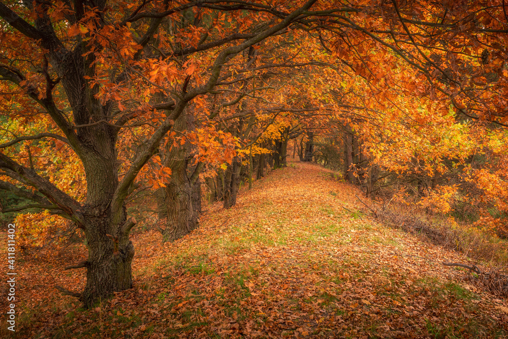 Autumn avenue of trees near Czarna river near Gora Kalwaria, Mazowieckie, Poland