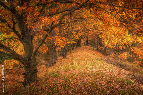 Obraz na płótnie Autumn avenue of trees near Czarna river near Gora Kalwaria, Mazowieckie, Poland w salonie