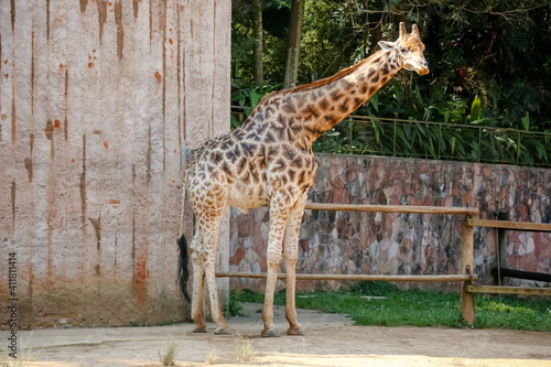 Fototapeta Naklejka Na Ścianę i Meble -  A girafa é um mamífero artiodáctilo africano, o animal terrestre vivo mais alto e o maior ruminante.