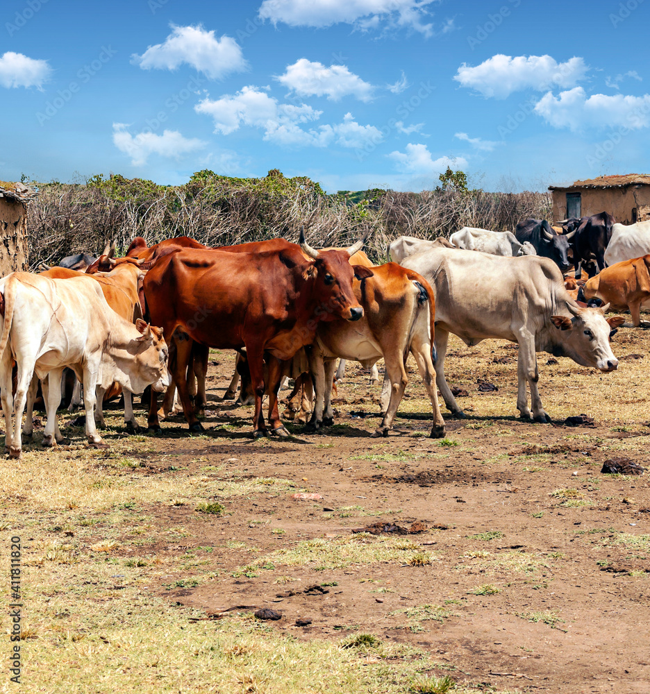 Obraz premium Cows in Africa