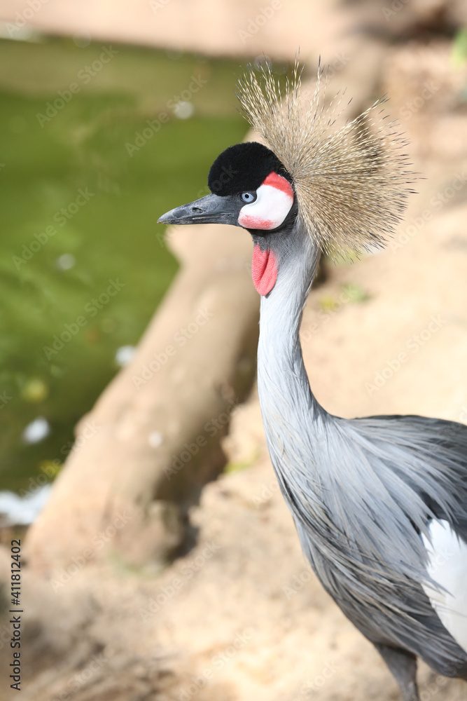 Fototapeta premium Aves e flamingos.