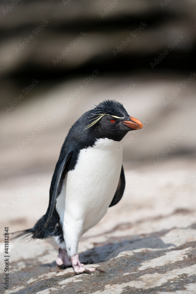 Naklejka premium The Rockhopper Penguin (Eudyptes chrysocome)