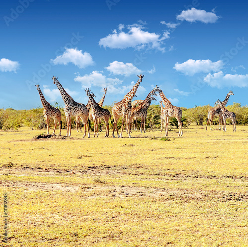 Giraffes in Africa