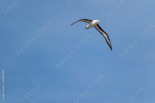 The black-browed albatross (Thalassarche melanophris) © Johannes Jensås