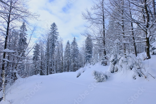 Snowfall in Poland. Forest covered with snow.