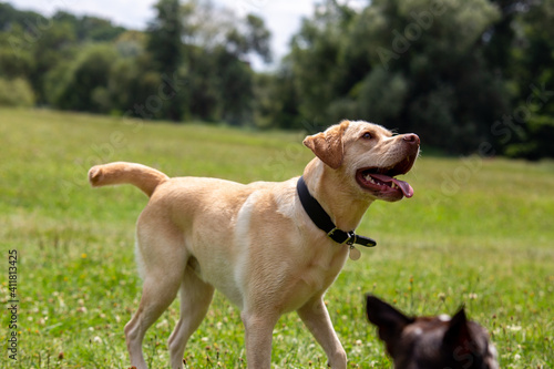 Labrador Retriver