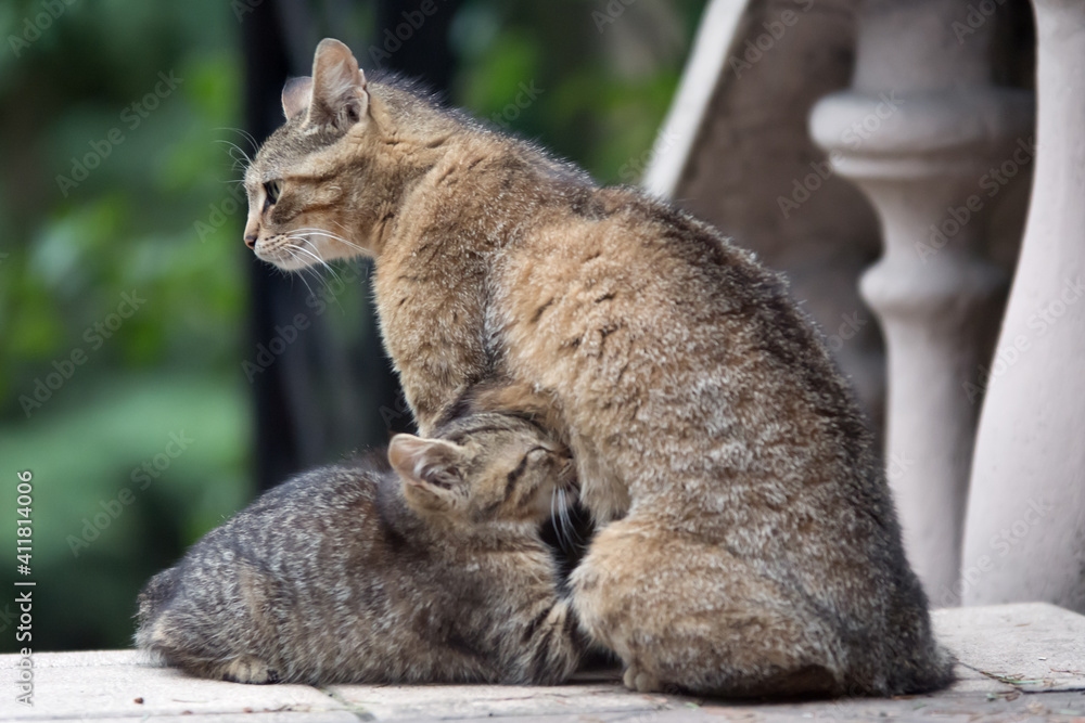 Cat mother breast feeding her kitten