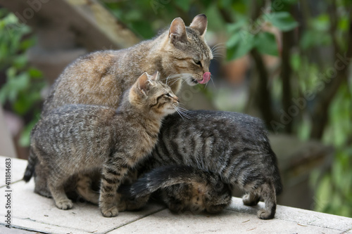 Cat mother breast feeding her kittens
