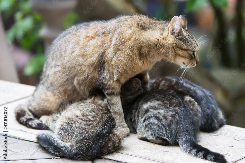 Alert cat mother breast feeding her three kittens Alert cat mother breast feeding her three kittens