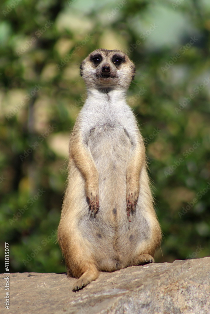 guarding a meerkat at the zoo guarding a meerkat at the zoo