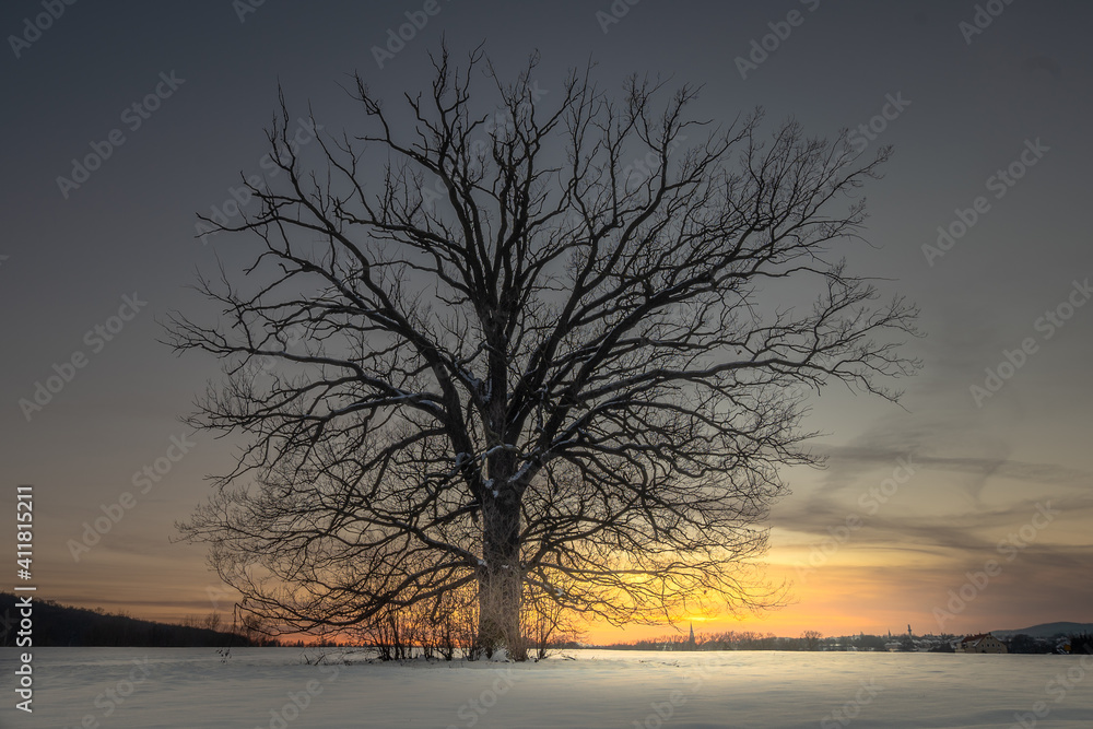 Fototapeta premium Alte Eiche im Winter