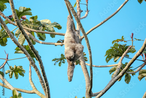 Folivora é uma subordem de mamíferos, da ordem Pilosa, cujas espécies são conhecidas popularmente por preguiça, bicho-preguiça. photo