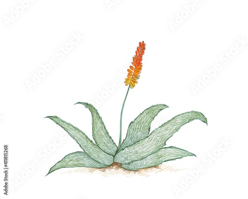 Herbal and Plant, Hand Drawn Illustration of Aloe Ferox or Bitter Aloe with Red Flowers. A Succulent Plants with Sharp Thorns for Garden Decoration.
 photo