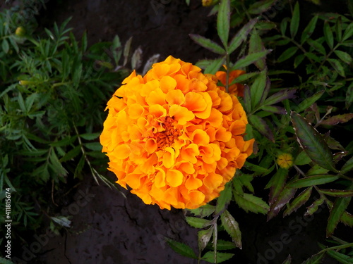 Close up beautiful Marigold flower & leaf (Tagetes erecta, Mexican, Aztec or French marigold) in garden. Macro of marigold patula or tagetes in flower bed sunny day. Tagetes background, wedding card. photo