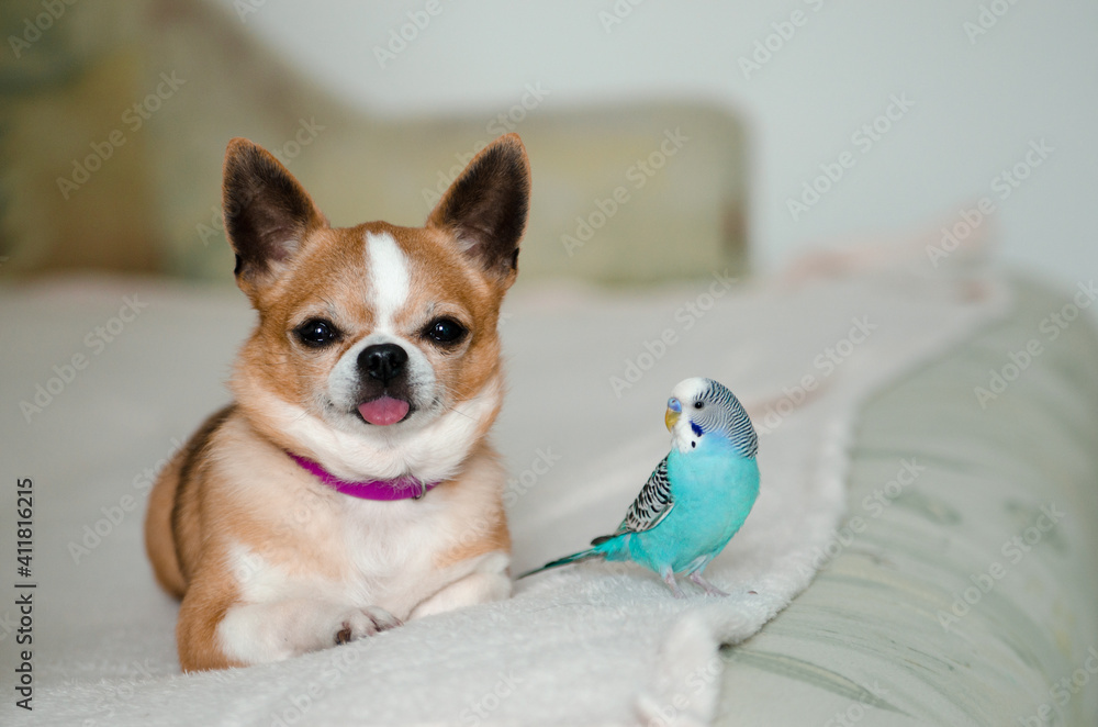 Close-up of a Chihuahua and parrot looking at the camera, isolated on white