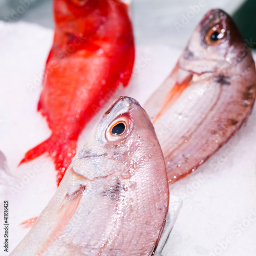 Hawaiian Bigeye -   red fish with big eyes  (Priacanthus meeki) photo