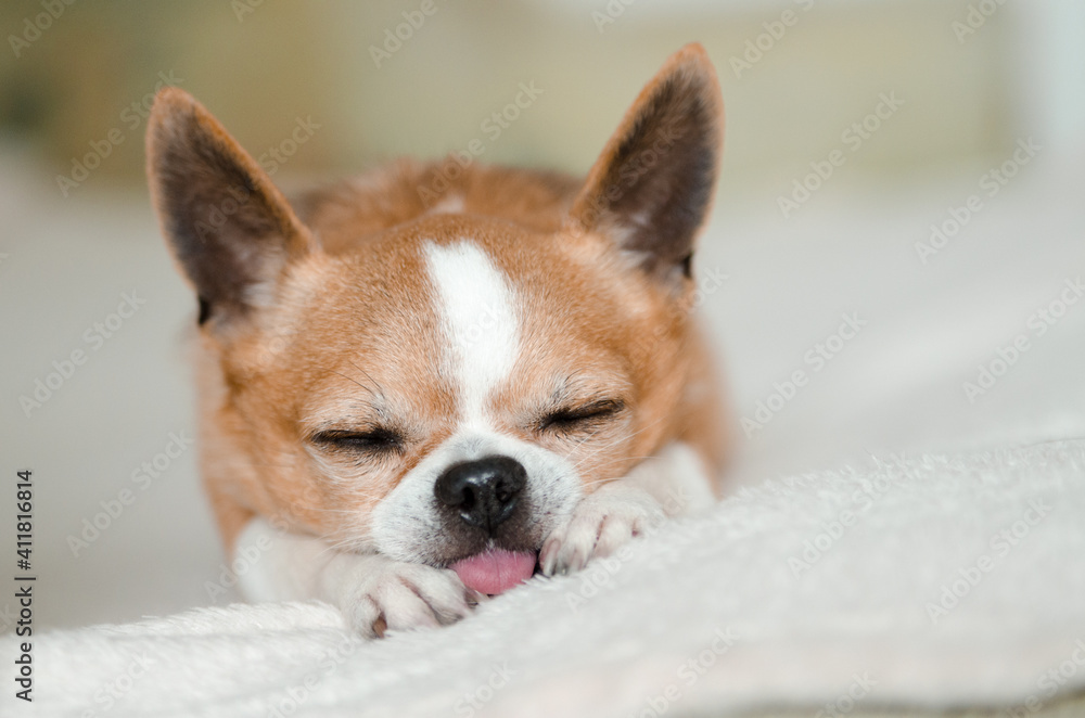 Close-up of a Chihuahua looking at the camera, isolated on white Close-up of a Chihuahua looking at the camera, isolated on white