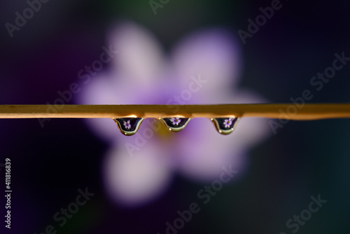 Selective focus on water drops with blurred background