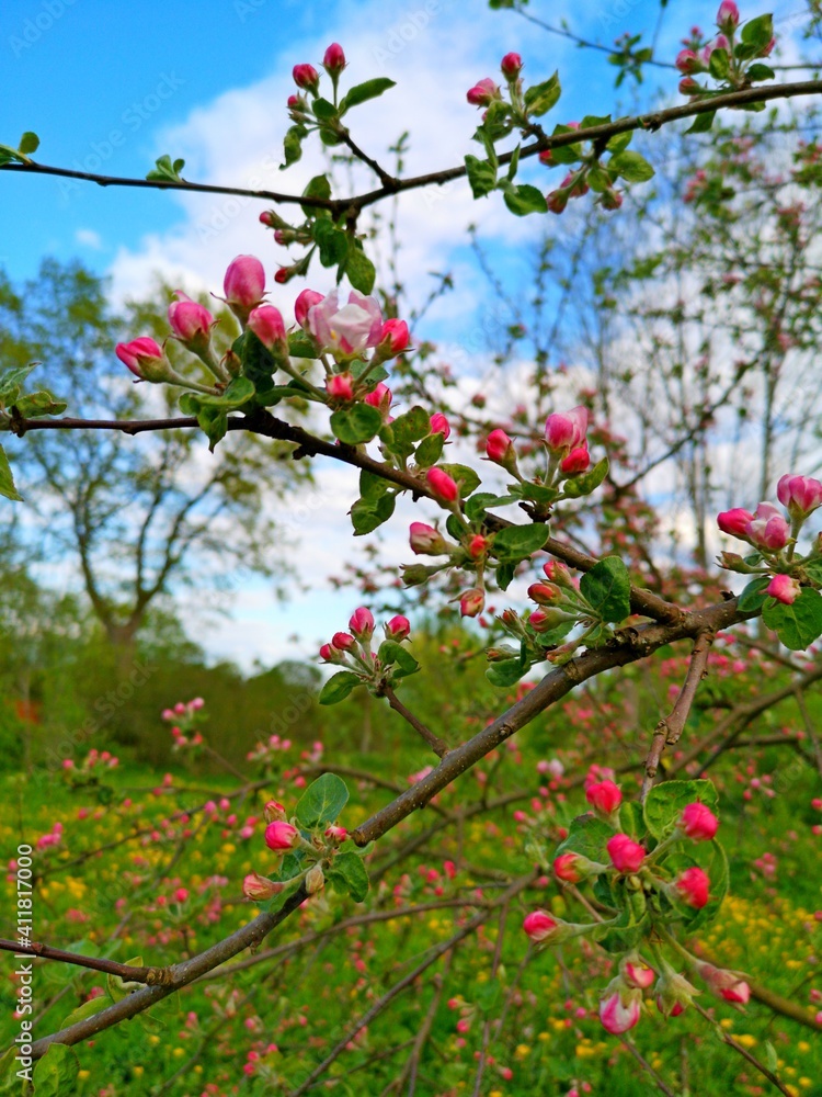 flowering apple tree branch against blue sky flowering apple tree branch against blue sky
