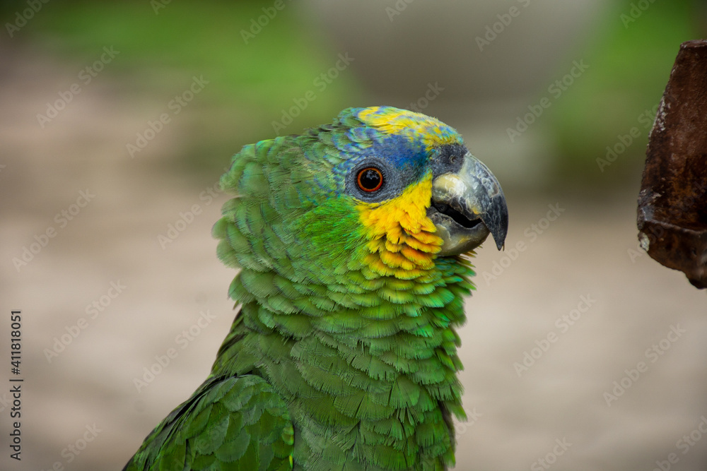 Parrots (Psittacidae)