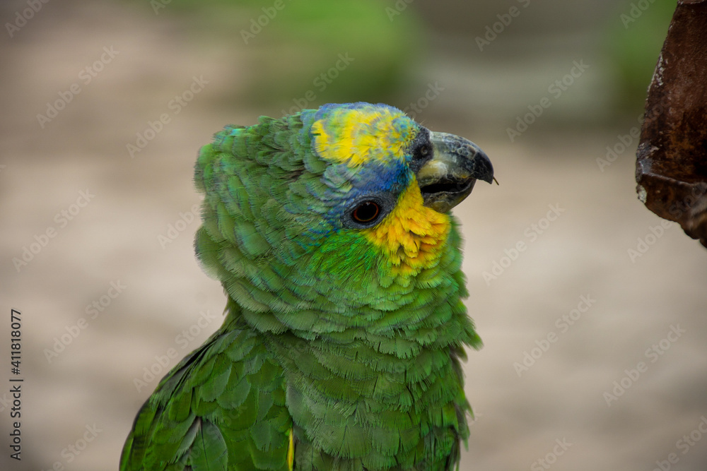 Parrots (Psittacidae)